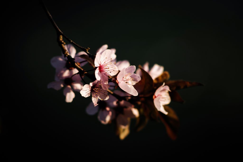 Sakury – okamih krásy: 1. miesto Ivan Valko