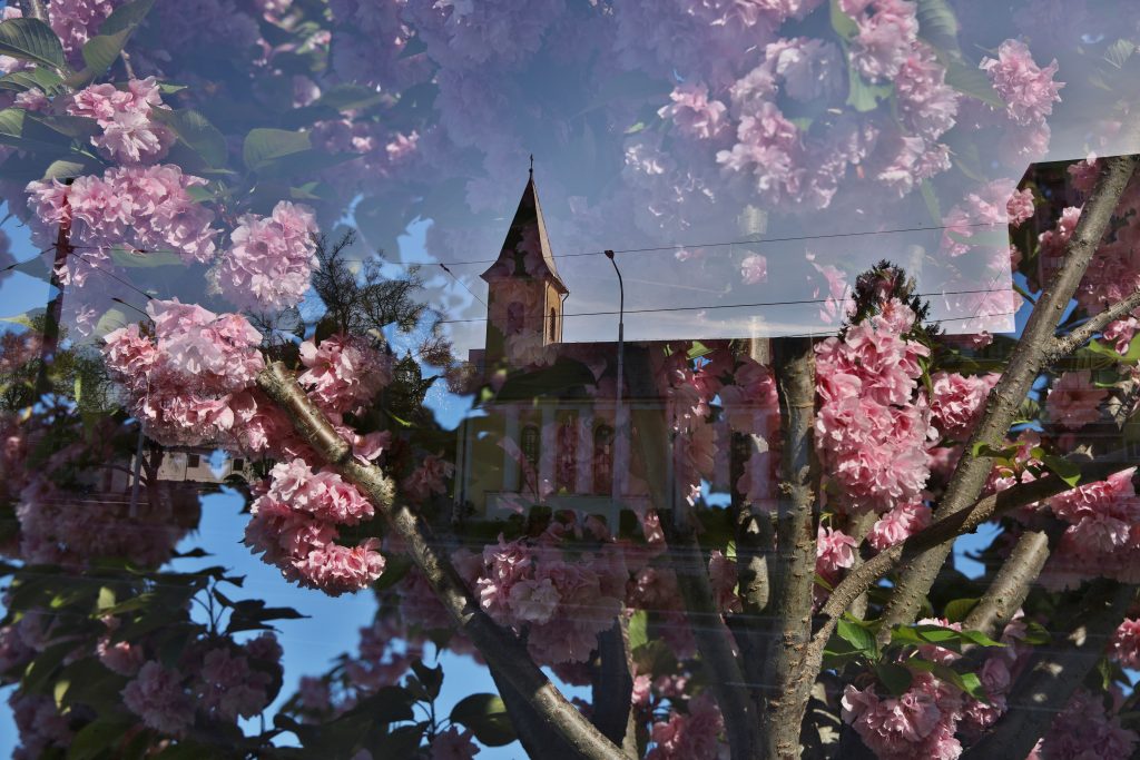 Sakury okamih krásy