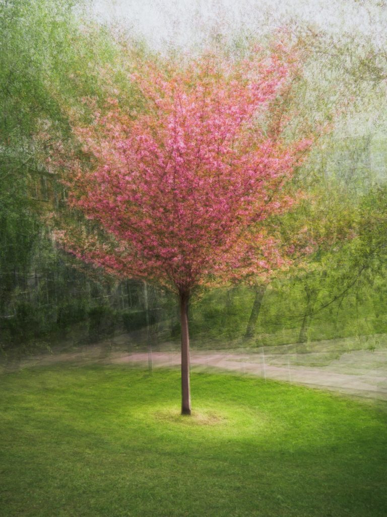 Sakury – okamih krásy: 2. miesto Miroslava Streďanská