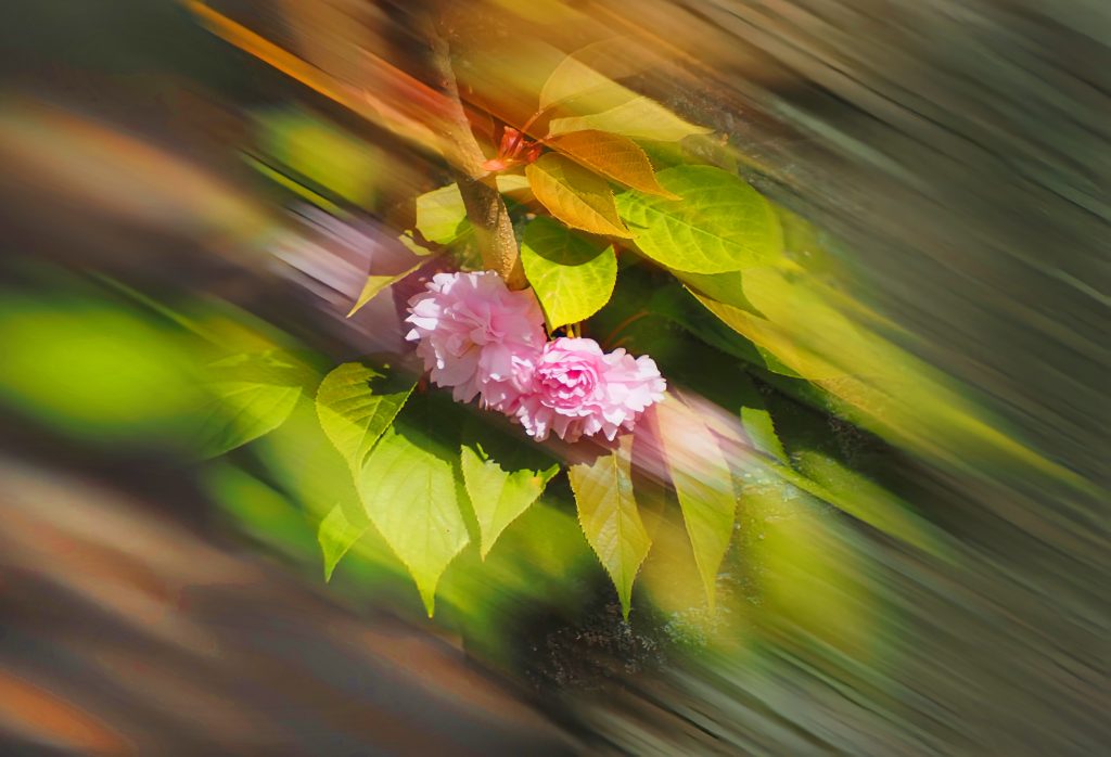 Sakury okamih krásy Ján Greš