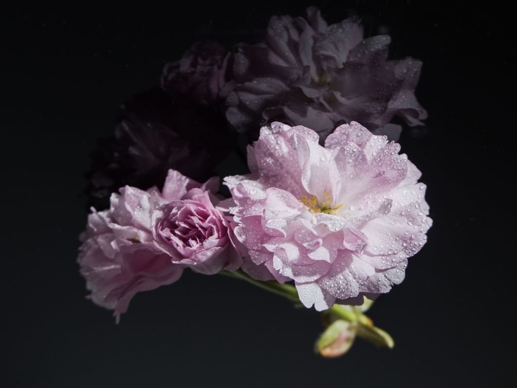 Sakury okamih krásy Jana Kollarová